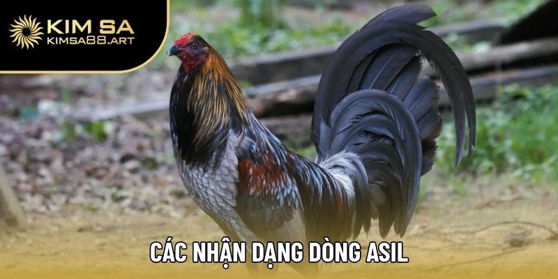 Các nhận dạng dòng Asil