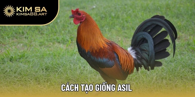 Cách tạo giống Asil