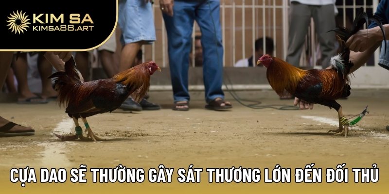 Tất Tần Tật Về Đá Gà Cựa Sắt Thomo Mà Người Chơi Nên Biết 2 Cựa dao sẽ thường gây sát thương lớn đến đối thủ