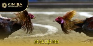 đá gà cựa dao