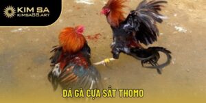 đá gà cựa sắt Thomo