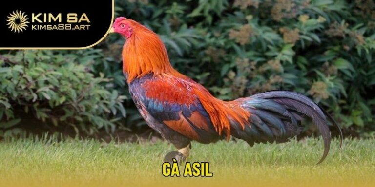 gà Asil