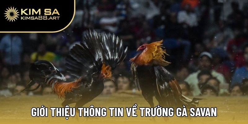 Trường Gà Savan – Thiên Đường Thi Đấu Đỉnh Cao Tại Châu Á 1 Giới thiệu thông tin về trường gà Savan