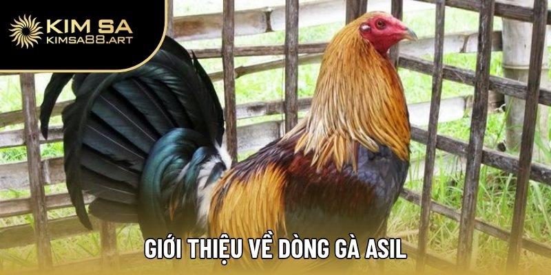 Giới thiệu về dòng gà Asil