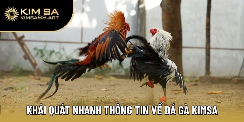 Khái quát nhanh thông tin về chuyên mục đá gà Kimsa