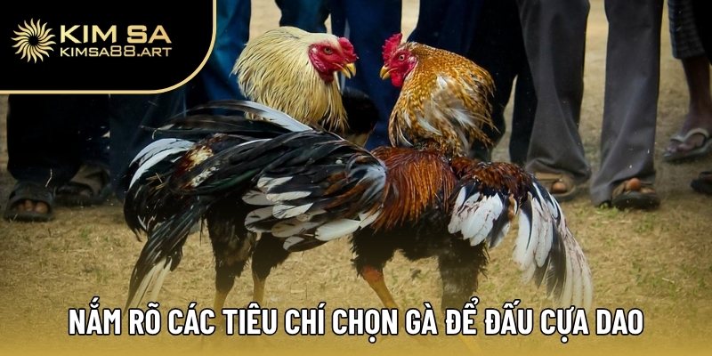 Đá Gà Cựa Dao – Chọn Chuẩn Gà Đòn, Tiền Về Như Nước 2 Nắm rõ các tiêu chí chọn gà để đấu cựa dao