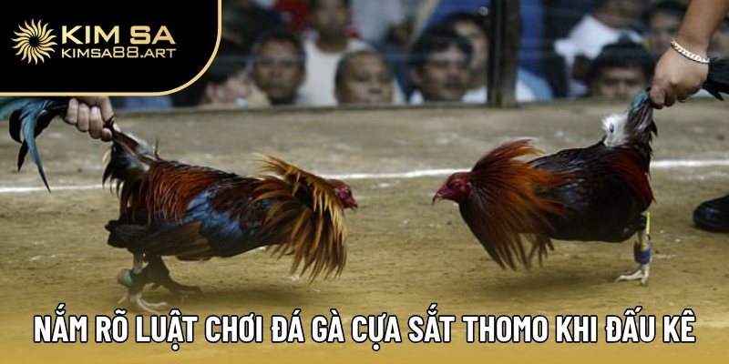 Tất Tần Tật Về Đá Gà Cựa Sắt Thomo Mà Người Chơi Nên Biết 3 Nắm rõ luật chơi đá gà cựa sắt Thomo khi đấu kê