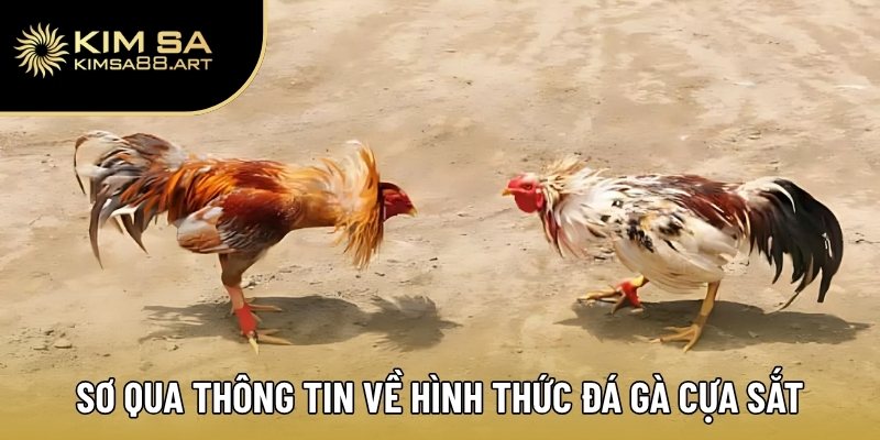 Đá Gà Cựa Sắt – Xu Hướng Cá Cược Đỉnh Cao Năm 2025 1 Sơ qua thông tin về hình thức đá gà cựa sắt