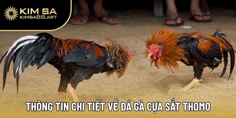 Tất Tần Tật Về Đá Gà Cựa Sắt Thomo Mà Người Chơi Nên Biết 1 Thông tin chi tiết về đá gà cựa sắt Thomo
